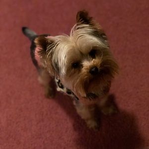 Meet your Posher, Madison